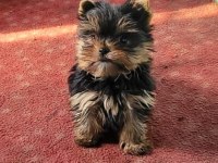 Yorkshire terrier yavrularımız