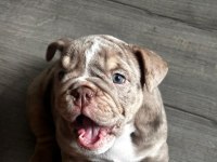 En İyi Egzotik İngiliz Bulldog Yavrularımız