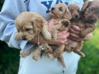 Bir avuç mutluluk poodle