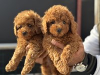 Petmode köpek çiftliğinden toy poodle yavrular