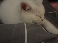 Eğitimleri tam gayet sevecen minik british shorthair