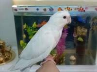 Yeni yeme düşen albino sultan papağanı kuslar