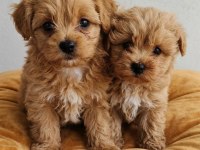 A Kalite Maltipoo Bebekler
