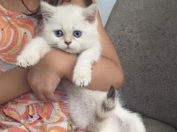 Safkan British Shorthair