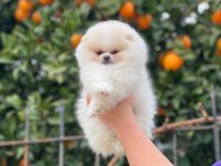 Show kalite ayı surat pomeranian boo yavrular