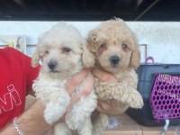 SAĞLIK IRK GARANTİLİ MALTİPOO YAVRULAR