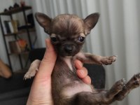 Harika mini güzel renkli şivava bebekler