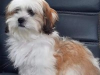 HARİKA SHIH TZU YAVRULARI 