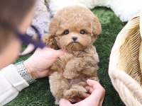 EN AKILLI VE TATLI TOY POODLE BEBEKLERIMIZ