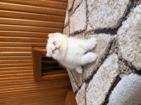 Üst Kalite Scottish Fold Bebekleri