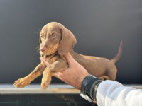 Ankarada ziyarete açık dachshund yavrumuz