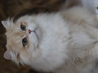 British longhair erkek kedimiz
