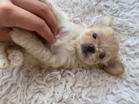 hypoallergenic tüy sahibine maltipoo yavruları