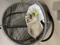 British shorthair 11 aylık