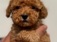 Mini Maltipoo Yavruları