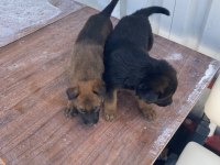 Yavru rottweiler ve yavru kurt 3 aylıklar
