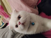 9 aylık oğlan kedimiz acil yuva arıyor