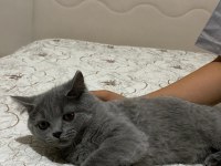 British shorthair Kırıkkale