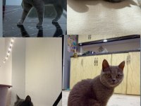 Sağlıklı Dişi British Shorthair