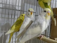 Yeni yeme düşmüş muhabbet kuşu bebekler