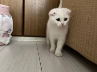 EVİN NEŞESİ SAFKAN YAVRU SCOTTİSH FOLD