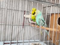 Değerini bilene hakkını verene muhabbet kuşu