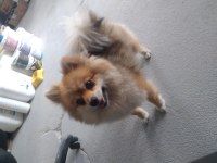 POMERANİAN DİŞİ KÖPEK