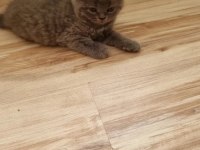 Safkan Erkek British Shorthair Yavrular