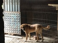 8 aylık kalın kemikli erkek kangal köpeği