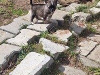 Chihuahua sevimli köpekler