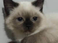 Samsun İçi Dişi Birman Yavrumuz