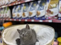 British Shorthair Yavrularımız