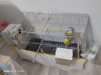 Jumbo şov muhabbet takım komple kafesiyle beraber
