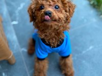 4 Aylık Red Brown Erkek Toy Poodle