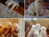 Kar beyazı 3 yavru scottish fold