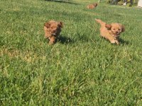 Teddy surat Kore kan Maltipoo yavrularımız