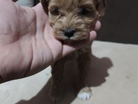 Safkan Maltipoo Yavrular Teacup Bakırköy