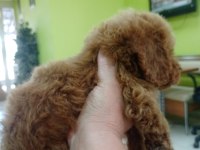 YAVRU TOY POODLE İZMİR