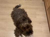 EĞİTİMLİ DİŞİ LAGOTTO
