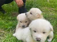Akita golden retriever mix yavrular