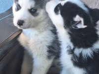 SAFKAN HUSKY YAVRULARI