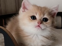 Lilac Golden Erkek Yavru Kedimiz