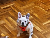 Eğitimli aşılı french bulldog