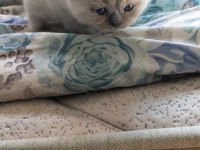 Blu point yavrum rezerveye açık scottish fold