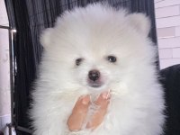 Pomeranian boo kar beyaz 2 aylık erkek