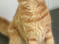 DEV MAINE COON ERKEK KEDİMİZ