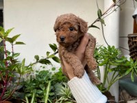 MÜKEMMEL KALİTEDE TOY POODLE MİNNOŞLAR