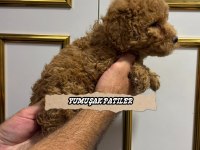 SEVİMLİ IRK TOY POODLE