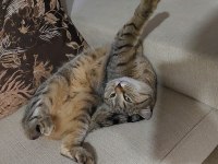 2 YASINDA BRİTİSH SHORTHAİR TABBY KEDİMİZ