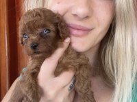 Renk renk Toy Poodle Yavrular